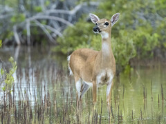 Odocoileus virginianus clavium