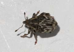 Microplontus triangulum