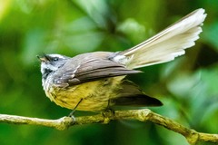 Rhipidura fuliginosa placabilis