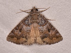 Eubolina impartialis