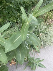 Asclepias