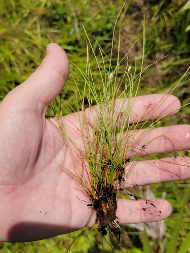 Image of Eleocharis baldwinii by (c) Jay Horn, some rights reserved (CC BY)