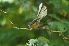 Rhipidura fuliginosa placabilis