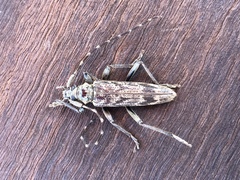 Elytrimitatrix undata
