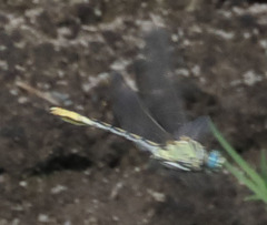 Ophiogomphus morrisoni
