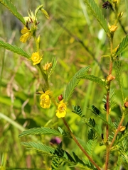 Chamaecrista nictitans aspera