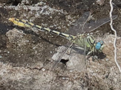 Ophiogomphus morrisoni