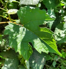 Vitis labrusca