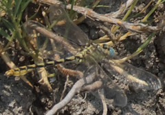 Ophiogomphus morrisoni