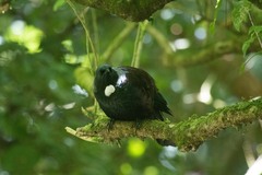 Prosthemadera novaeseelandiae