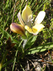 Babiana patula