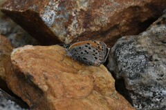 Lycaena cupreus