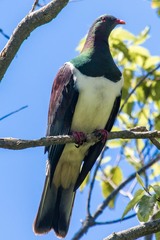 Hemiphaga novaeseelandiae