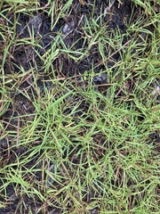 Stenotaphrum secundatum