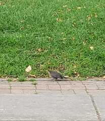 Turdus ignobilis