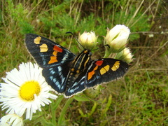 Mimoniades montana