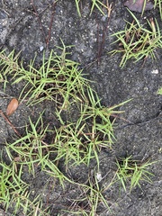 Stenotaphrum secundatum