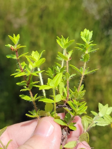 Image of Gratiola pilosa by (c) Jay Horn, some rights reserved (CC BY)