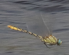 Ophiogomphus morrisoni