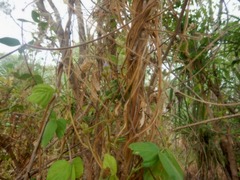 Calopogonium mucunoides