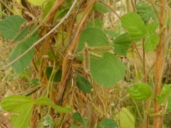 Calopogonium mucunoides