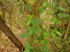 Calopogonium mucunoides