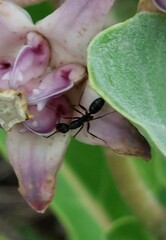 Camponotus compressus
