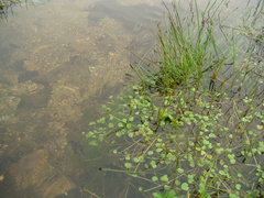 Hydrocotyle itatiaiensis