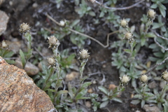 Antennaria