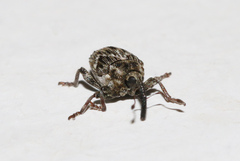 Microplontus triangulum