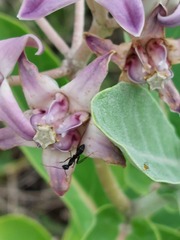 Camponotus compressus