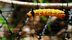 Macremphytus testaceus