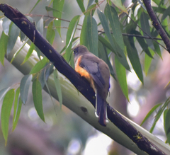 Trogon collaris