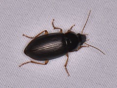 Notiobia terminata