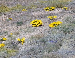 Gazania lichtensteinii