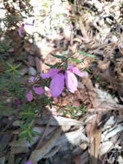 Tetratheca ericifolia