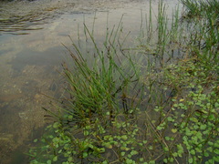 Hydrocotyle itatiaiensis