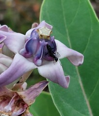 Camponotus compressus