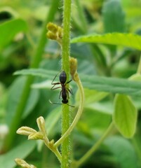 Camponotus compressus