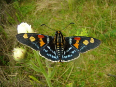 Mimoniades montana