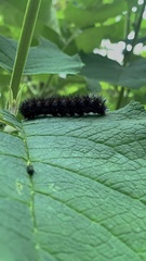 Hypercompe scribonia