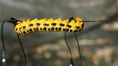 Macremphytus testaceus