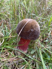 Neoboletus luridiformis