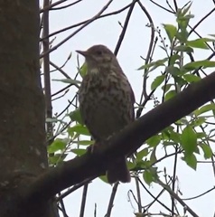 Turdus philomelos