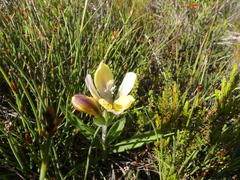 Babiana patula