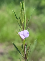 Dyschoriste angusta
