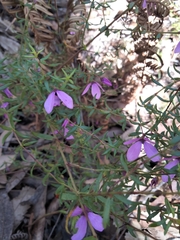 Tetratheca ericifolia