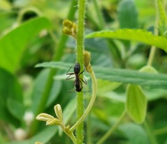 Camponotus compressus