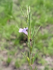 Dyschoriste angusta