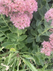 Hylotelephium maximum × spectabile